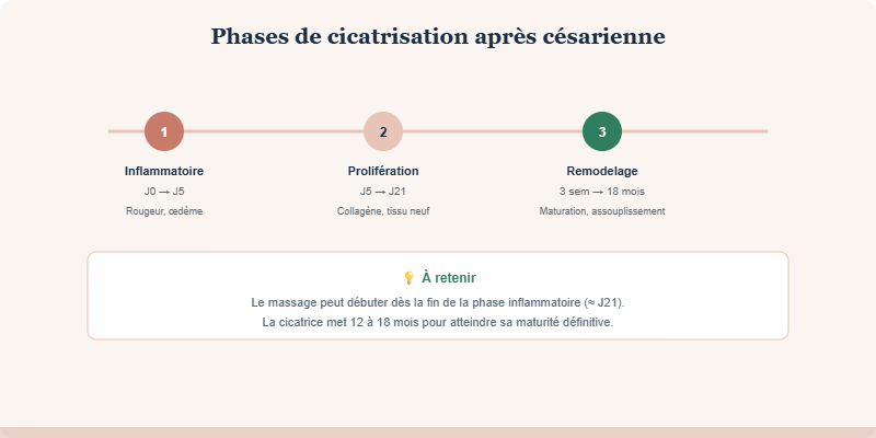 Les phases de cicatrisation